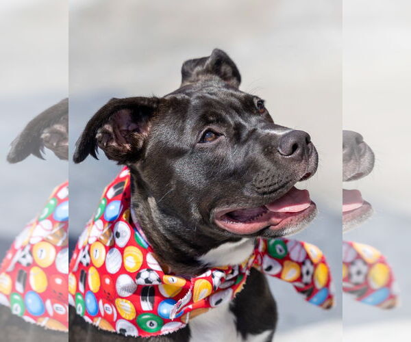 Medium Photo #14 American Pit Bull Terrier-Labrador Retriever Mix Puppy For Sale in San Diego, CA, USA