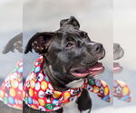 Small #13 American Pit Bull Terrier-Labrador Retriever Mix