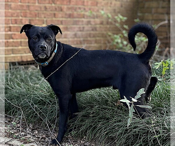 Medium Photo #4 Chihuahua-Labrador Retriever Mix Puppy For Sale in McDonough, GA, USA