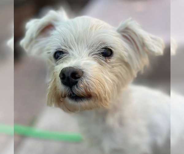 Medium Photo #10 Mutt Puppy For Sale in Brooklyn, NY, USA