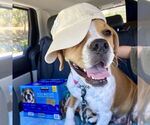 Small #5 American Staffordshire Terrier-Boxer Mix