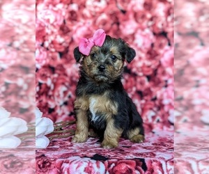 YorkiePoo-Yorkshire Terrier Mix Puppy for sale in CHRISTIANA, PA, USA