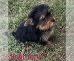 Small #1 Yorkshire Terrier