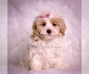 Medium Maltipoo (Miniature)
