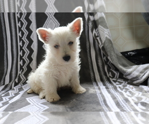 View Ad West Highland White Terrier Puppy For Sale Near Ohio Shiloh Usa Adn 204125