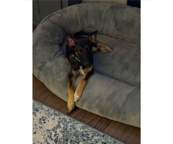 Medium Photo #7 Mutt Puppy For Sale in Kansas City, MO, USA