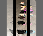 Small Labrador Retriever