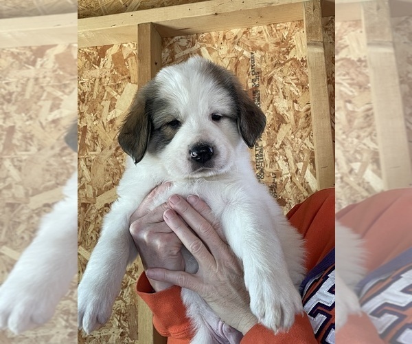 Medium Photo #4 Great Pyrenees Puppy For Sale in RUTHERFORDTON, NC, USA