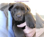 Small Photo #6 Labrador Retriever Puppy For Sale in SYLVA, NC, USA