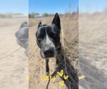 Small #4 Huskies  Mix