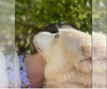 Small #3 Siberian Husky