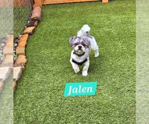 Shih Tzu Dogs for adoption in Plantation, FL, USA