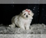 Small #3 Maltese