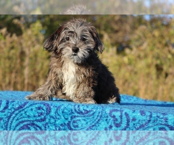 Medium Photo #9 ShihPoo Puppy For Sale in DYERSBURG, TN, USA