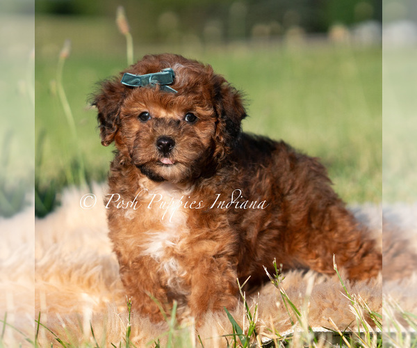Medium Photo #6 Poodle (Toy) Puppy For Sale in WARSAW, IN, USA