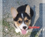 Small #1 Pembroke Welsh Corgi
