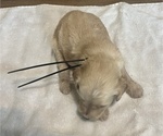 Small Photo #19 Goldendoodle Puppy For Sale in LASCASSAS, TN, USA