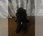 Small #29 Cockapoo