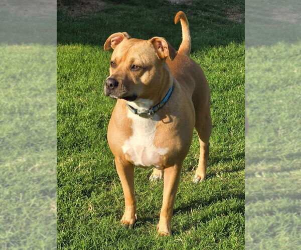 Medium Photo #15 American Pit Bull Terrier-Unknown Mix Puppy For Sale in OKLAHOMA CITY, OK, USA