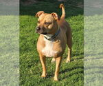 Small #14 American Pit Bull Terrier Mix