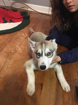Medium Photo #1 Siberian Husky Puppy For Sale in JOPLIN, MO, USA