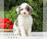 Small #6 Poodle (Miniature)