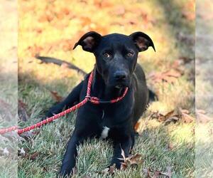 Catahoula Leopard Dog-Labrador Retriever Mix Dogs for adoption in Yardley, PA, USA