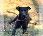 Small Catahoula Leopard Dog-Labrador Retriever Mix