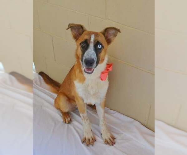 Medium Photo #3 Mutt Puppy For Sale in McKinney, TX, USA