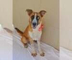 Small #2 Mutt