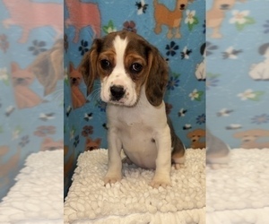 Beaglier Puppy for sale in MARTINSVILLE, IN, USA