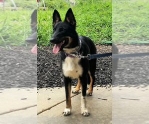 Cali - Female German Shepherd Dog-Unknown Mix Dog for Adoption - Photo #2