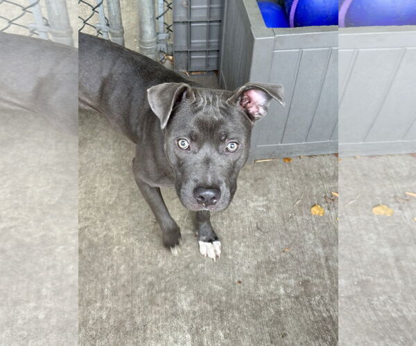 Medium Photo #4 American Pit Bull Terrier-Unknown Mix Puppy For Sale in Crete, IL, USA