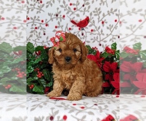 Cavapoo Puppy for sale in BIRD IN HAND, PA, USA