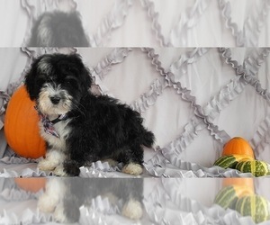 Bernedoodle Puppy for sale in LANCASTER, PA, USA