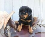 Small #2 Rottweiler