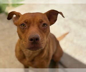 American Pit Bull Terrier-Unknown Mix Dogs for adoption in Tulsa, OK, USA