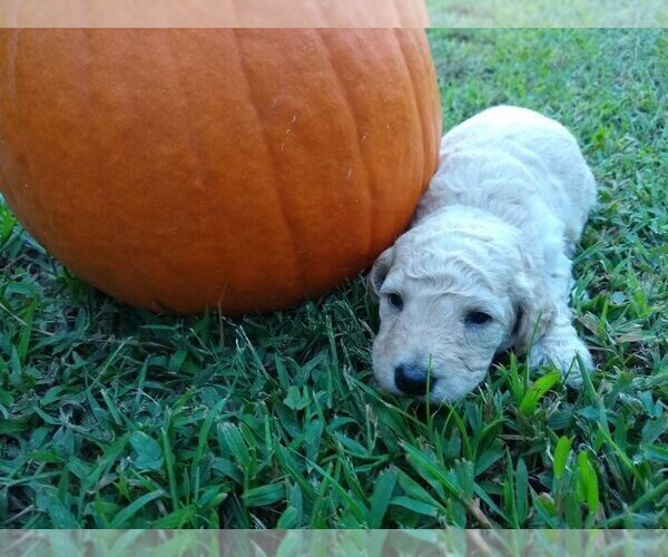 Medium Photo #15 Goldendoodle Puppy For Sale in ZEBULON, NC, USA