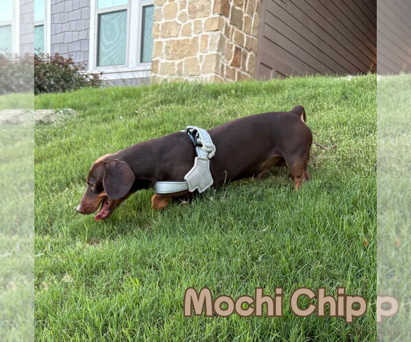 Medium Photo #2 Dachshund Puppy For Sale in San Antonio, TX, USA