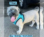 Small #2 Shih Tzu-Siberian Husky Mix