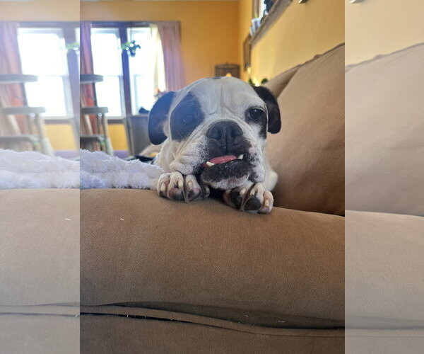 Medium Photo #8 Bulldog Puppy For Sale in St. Louis Park, MN, USA