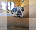 Small #7 Bulldog