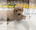 Small Photo #5 Golden Retriever Puppy For Sale in PIERCE, CO, USA