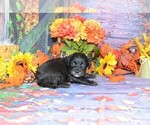 Small Photo #3 Cockapoo Puppy For Sale in LAKE BENTON, MN, USA