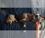 Small #17 American Pit Bull Terrier Mix