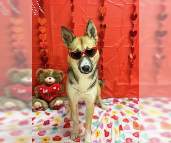 Medium Photo #1 Siberian Husky-Unknown Mix Puppy For Sale in Pleasanton, TX, USA