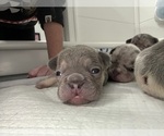 Puppy 3 French Bulldog