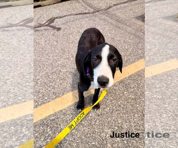 Medium Photo #1 Labrador Retriever-Unknown Mix Puppy For Sale in pomfret, CT, USA