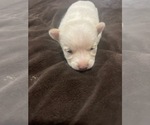 Small Photo #20 Chiranian Puppy For Sale in HOUSTON, TX, USA