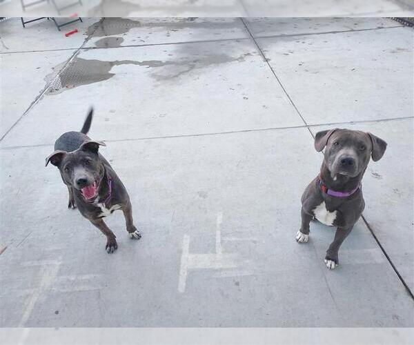 Medium Photo #2 Australian Kelpie-Unknown Mix Puppy For Sale in Elk Grove, CA, USA